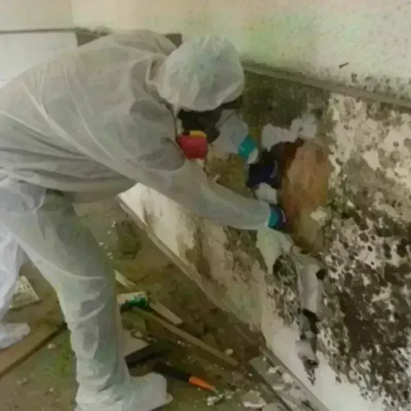 Mold Remediation and Removal in Marceline, MO